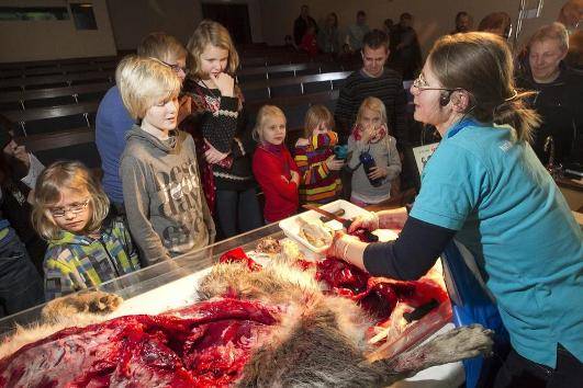 В зоопарке Дании здорового льва резали на куски на глазах у детей