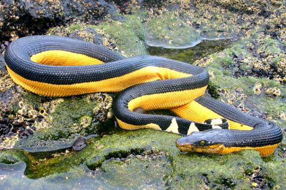 Смертельно опасные змеи оказались способны переплывать океаны