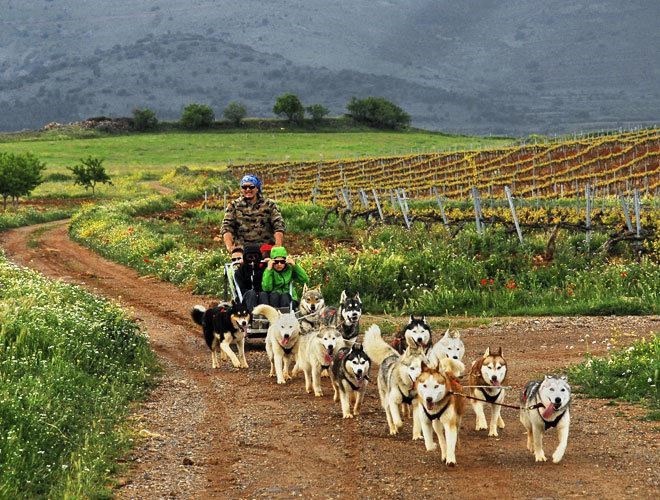 В Арагоне туристам предлагают экскурсии по виноградникам на собачьих упряжках