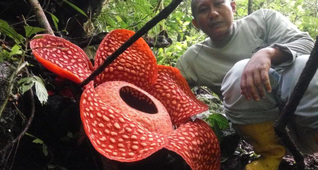 В Индонезии найден цветок рекордной величины