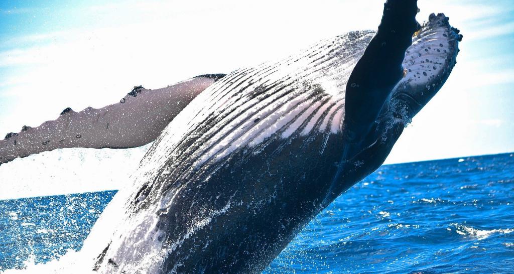 Как узнают вес китов