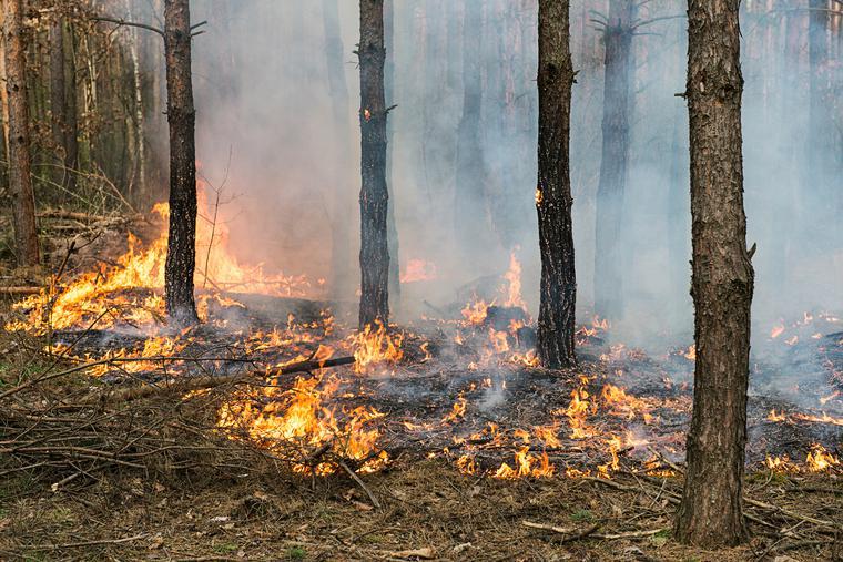 Климатологи ждут сильных пожаров из-за аномально теплой погоды по всей России