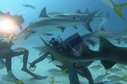 Дайверы утолили голод 50 акул и попали на видео