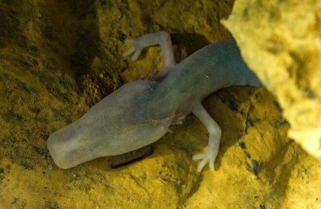 Учёные из Будапештского нашли саламандру, которая семь лет просидела на одном месте