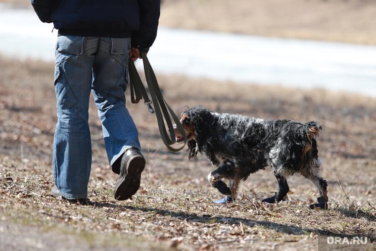 Полиция намерена арестовать москвича, гулявшего с собакой в парке