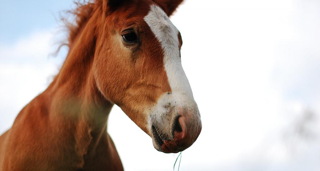 Почему мы измеряем мощность в лошадиных силах: кони и люди