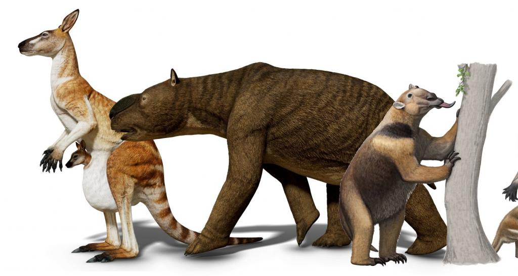 Гигантские кенгуру и ленивец-медведь: что нашли археологи в Австралии