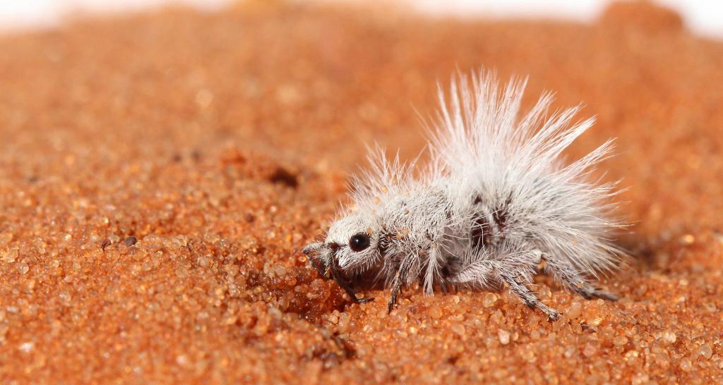 Дело не в маскировке: зачем пустынному бархатному муравью белый пух
