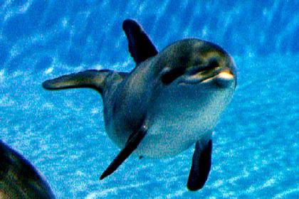 Россияне случайно убили новорожденного дельфиненка в Черном море