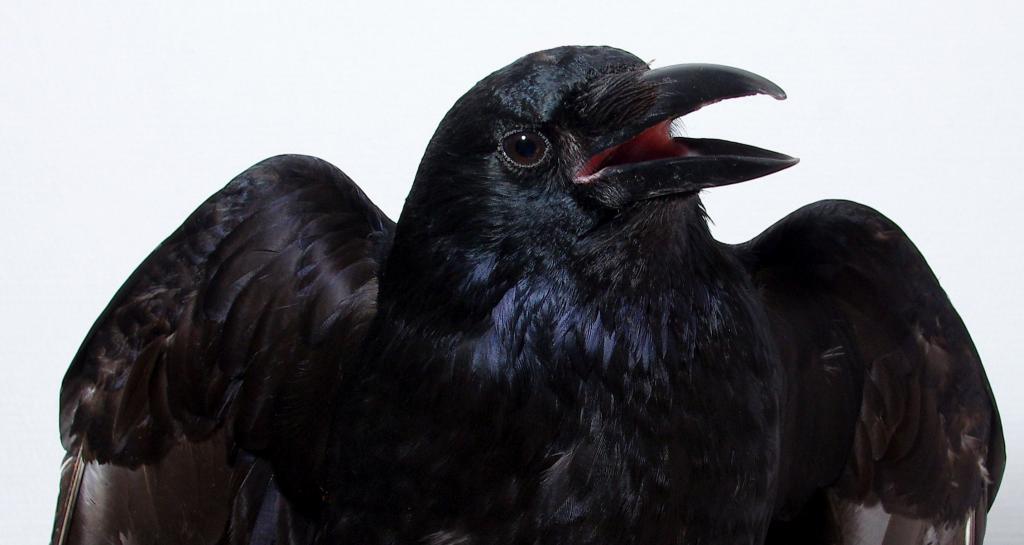 У птиц обнаружено субъективное сознание