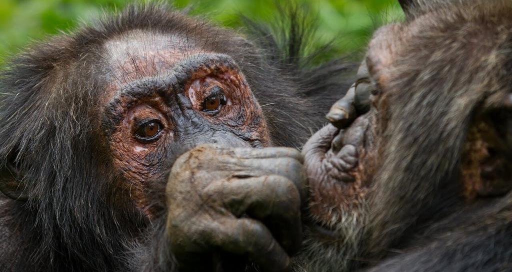 С возрастом шимпанзе начали лучше ладить с друзьями