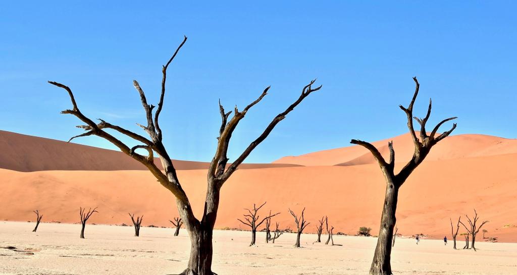 Откуда пустынях Сахель и Сахара "лишние" 1,8 миллиона деревьев
