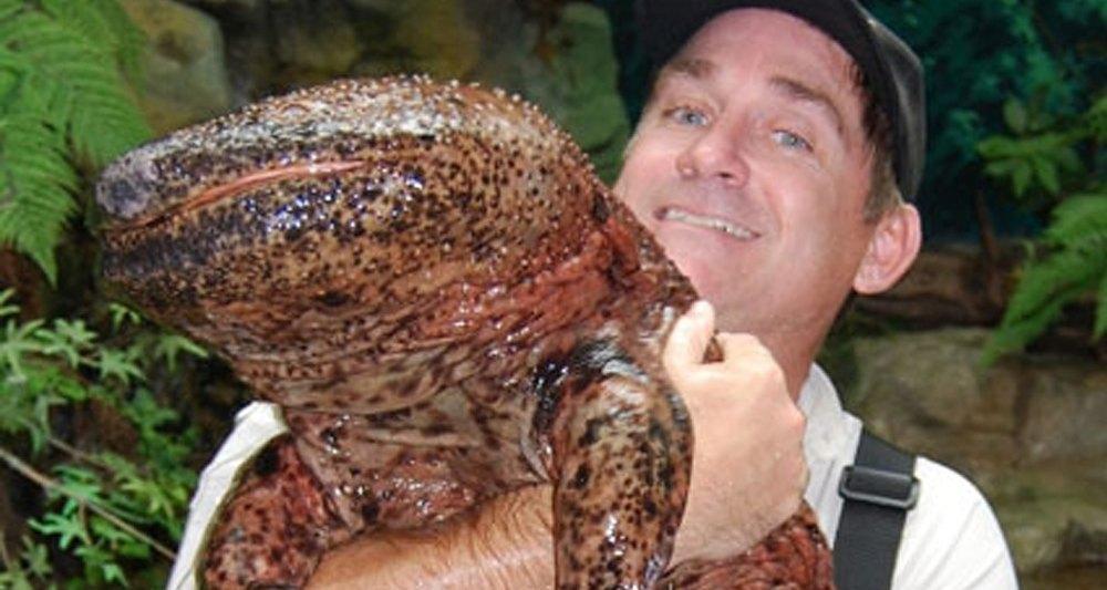 Не только белые и пушистые: 7 фактов о японской исполинской саламандре