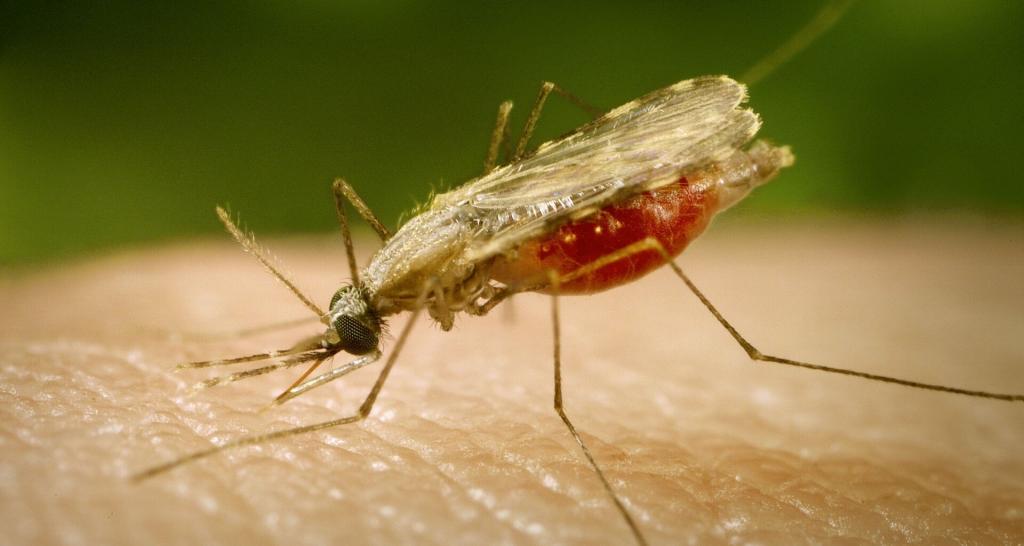 Малярийные комары из Индии распространяются по Африке. Ученые обеспокоены