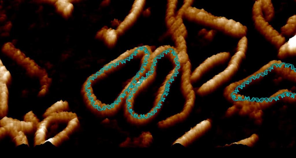 Новое высококачественное видео показывает, как ДНК скручивается в причудливые формы, чтобы втиснуться в клетки
