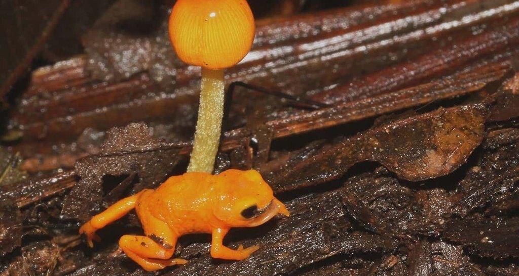 В Бразилии обнаружен новый вид ядовитой «тыквенной жабы»