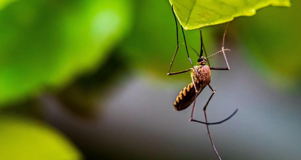 Как избавиться от комаров на даче без использования химикатов
