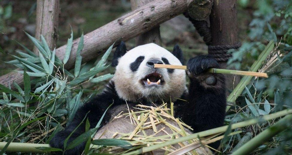 Гигантские панды больше не считаются вымирающим видом