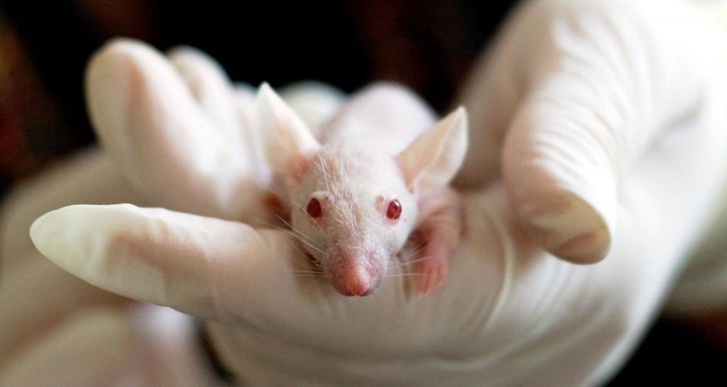 Ученые обратили вспять возрастную потерю памяти у мышей