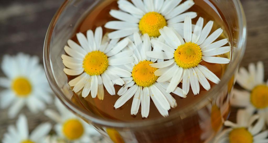 Так ли хорошо чай с ромашкой успокаивает нервы на самом деле?