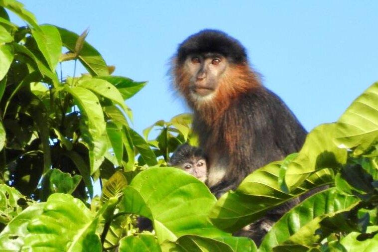 На Борнео найдена гибридная «загадочная обезьяна». Исследователи обеспокоены
