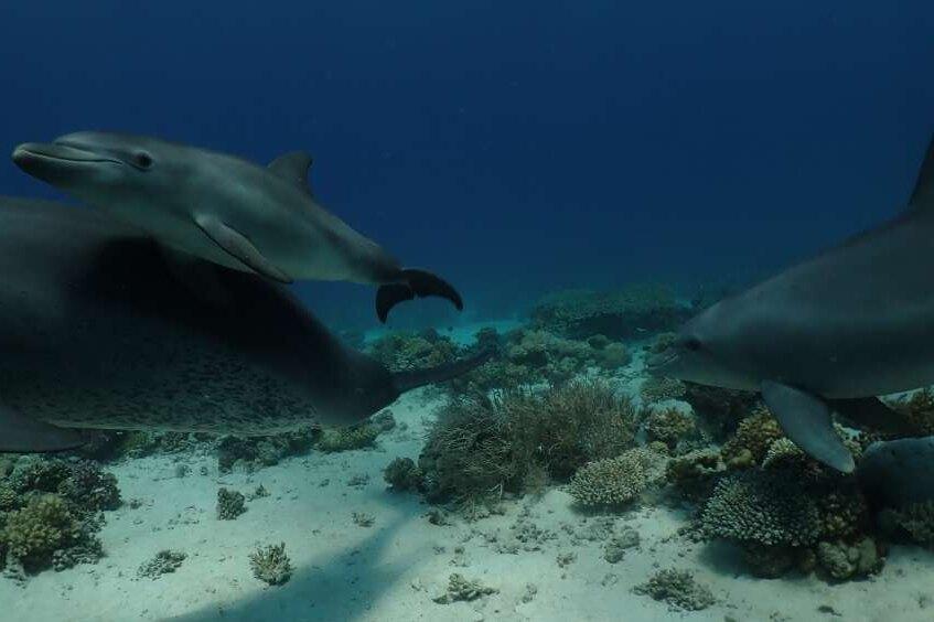Подводное самолечение: дельфины трутся о кораллы, чтобы избавиться от кожных заболеваний