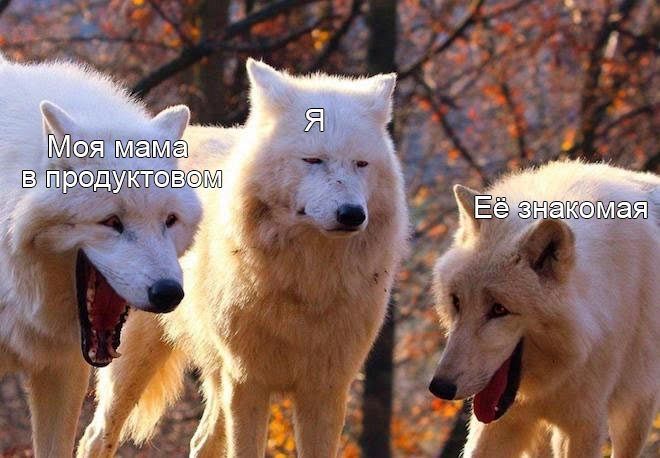 Смеющиеся волки: мем с тремя белыми волками. Шаблон и картинки