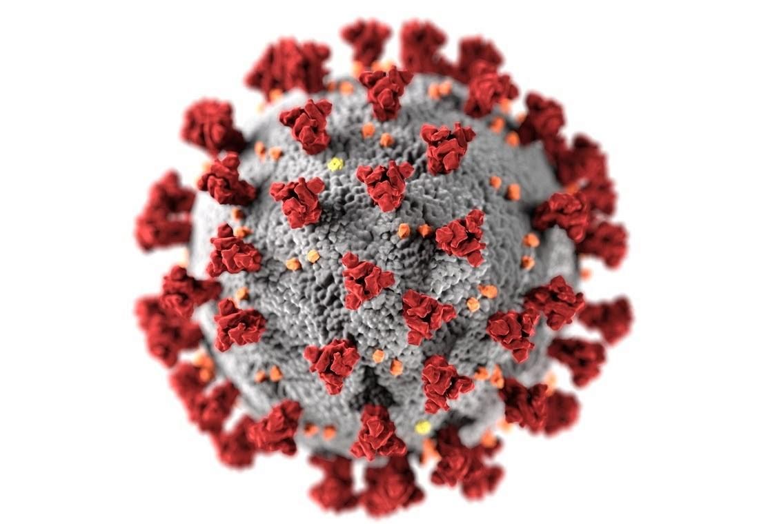 Иммунитет к коронавирусу: сколько держатся антитела? Что значит клеточный иммунитет?