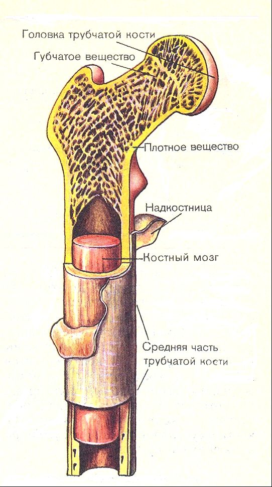 Костный мозг