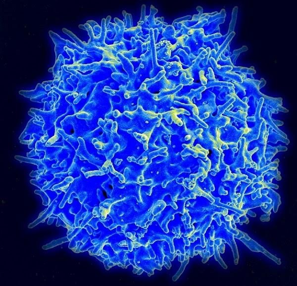Сколько длится иммунитет к коронавирусу и будет ли коллективный иммунитет