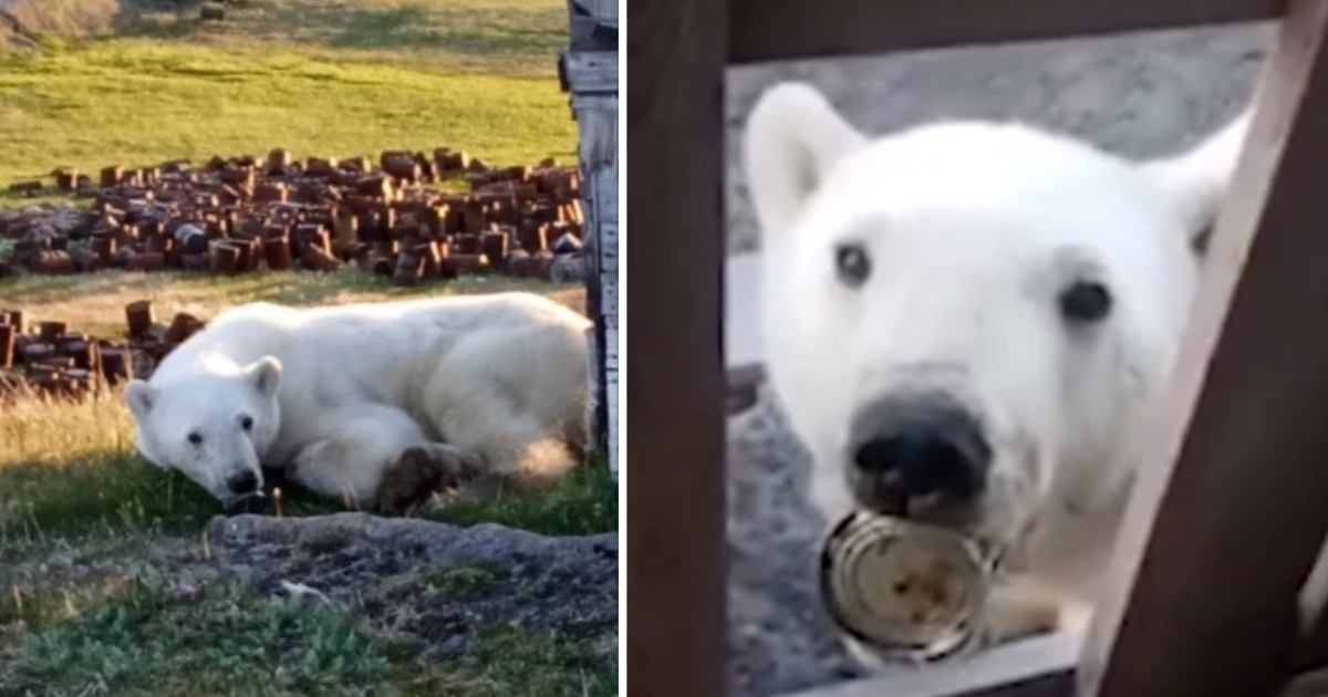 Ветеринары спасли медведя с застрявшей в пасти банкой из-под сгущенки