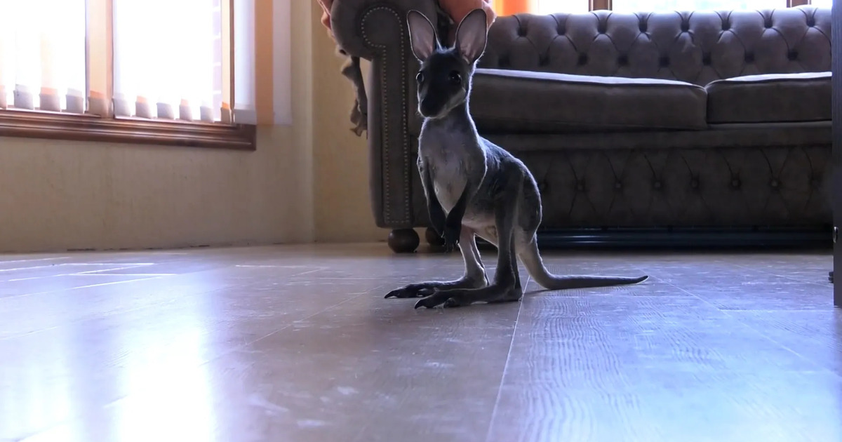 Семья из Сочи приютила брошенного кенгуренка