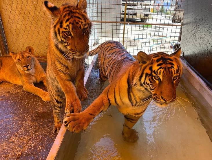 Семья дрессировщика продала все имущество ради покупки диких кошек