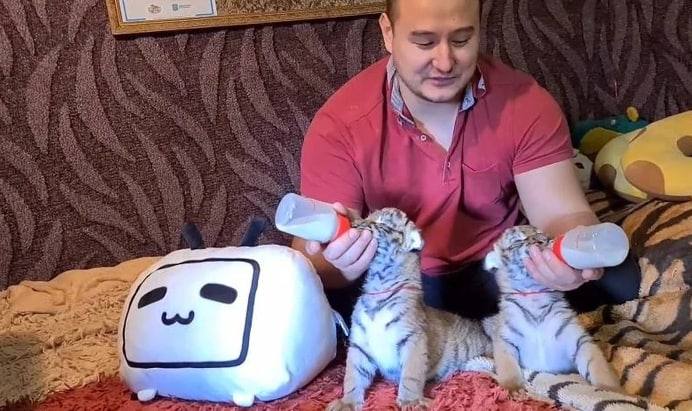 Семья дрессировщика продала все имущество ради покупки диких кошек