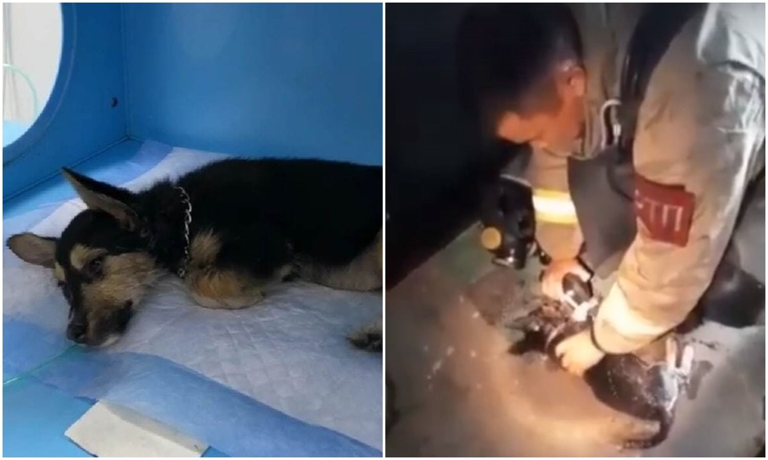 Мир не без добрых людей: спасатели реанимировали щенка после пожара