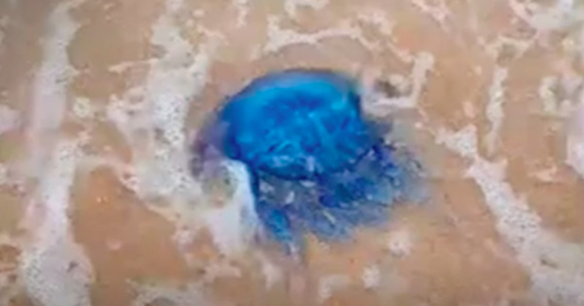 На крымском пляже заметили опасную синюю медузу