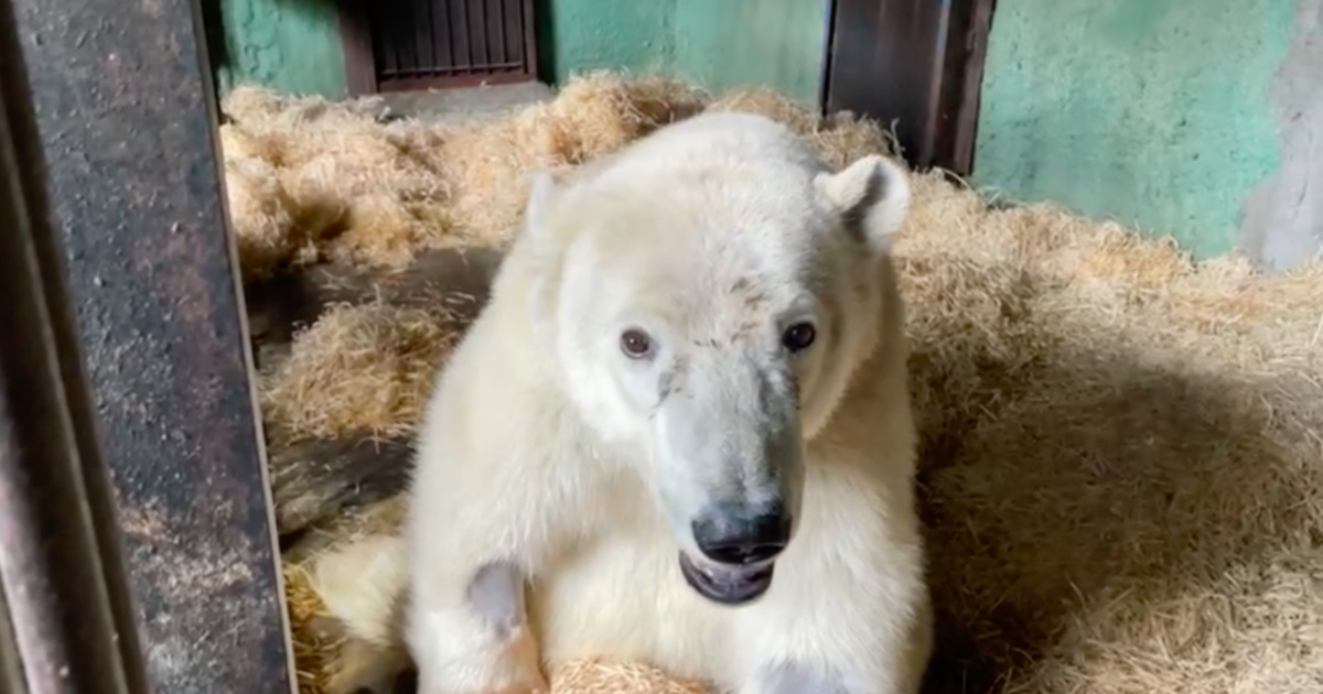 Стало известно о состоянии спасенного медведя из Красноярского края