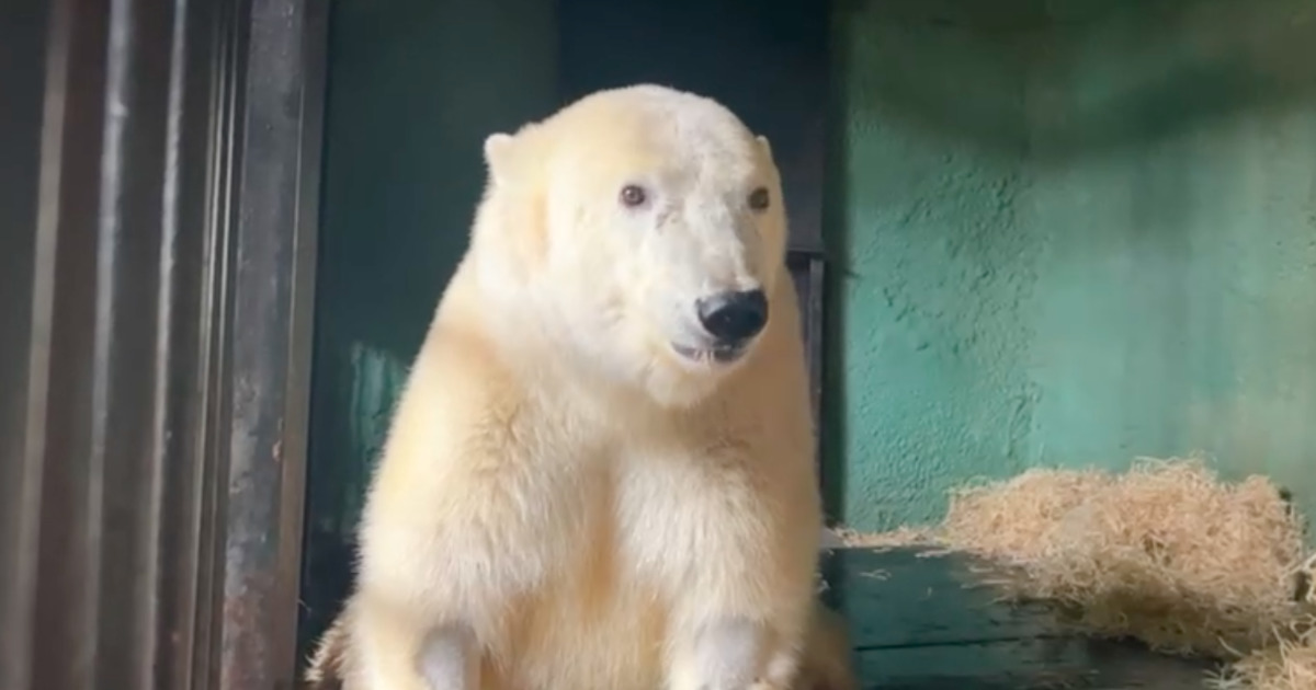 Зоологи показали тренировки с пострадавшим медведем из Диксона