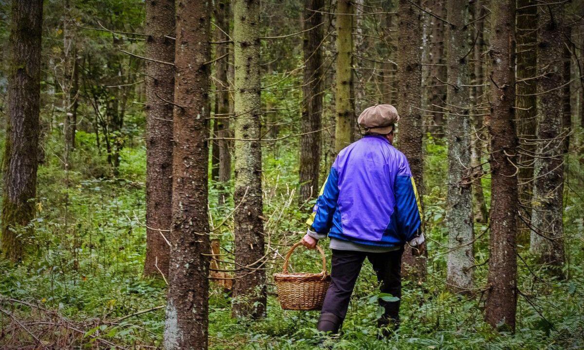 Потерявшаяся 87-летняя пенсионерка героически выжила, проведя 9 дней в лесу