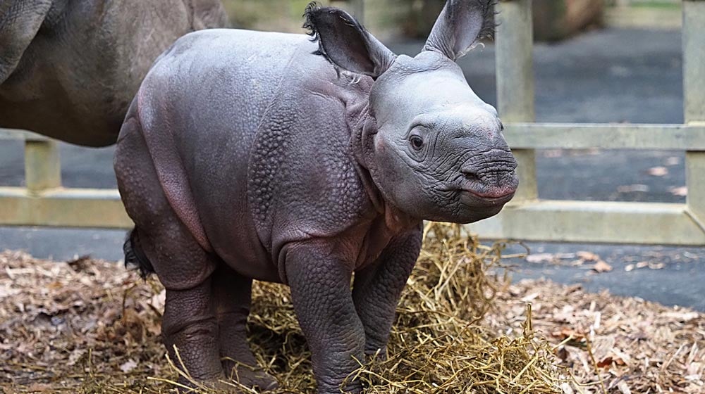 Детеныш редкого индийского носорога родился в Великобритании