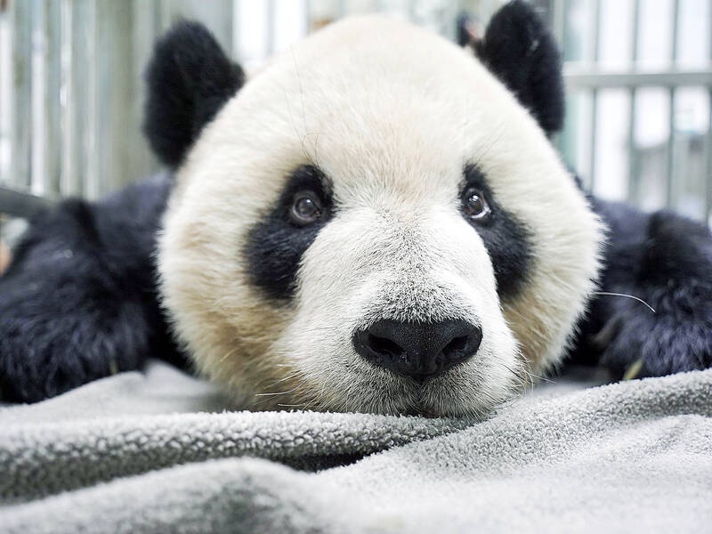 Китай и Тайвань будут вместе лечить пожилую панду