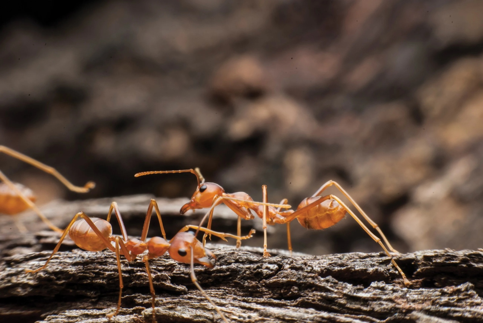 На Гавайях муравьи падают с неба и нападают на людей во сне 