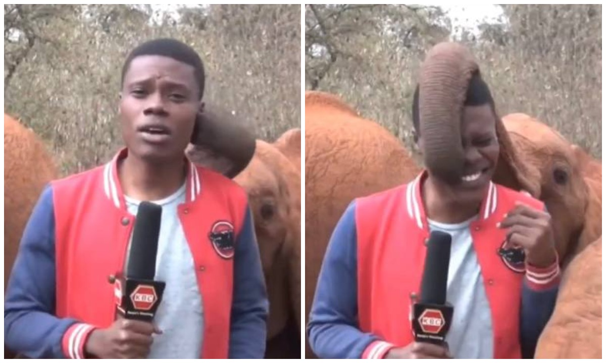 Слоненок вмешался в репортаж журналиста в Кении. Видео