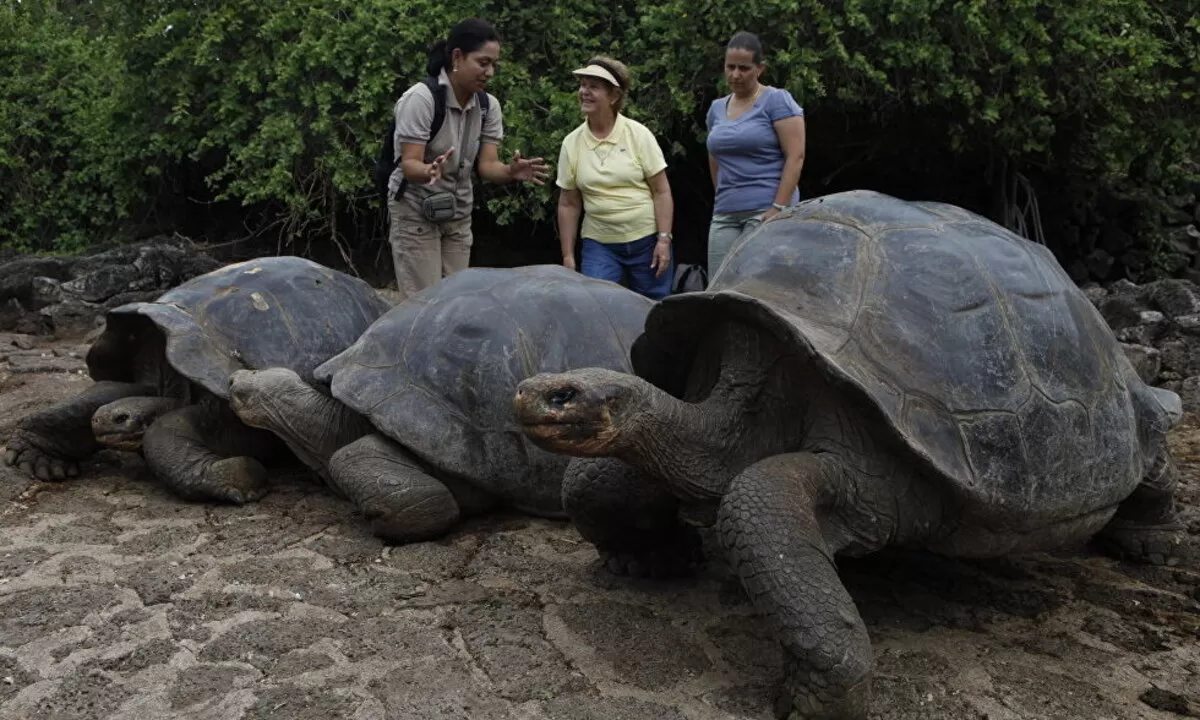 В Испании нашли останки древней черепахи размером с автомобиль