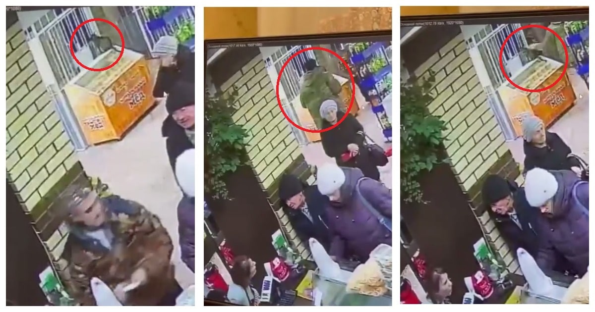 Мобилизованный украл кота из магазина в Омске. Видео
