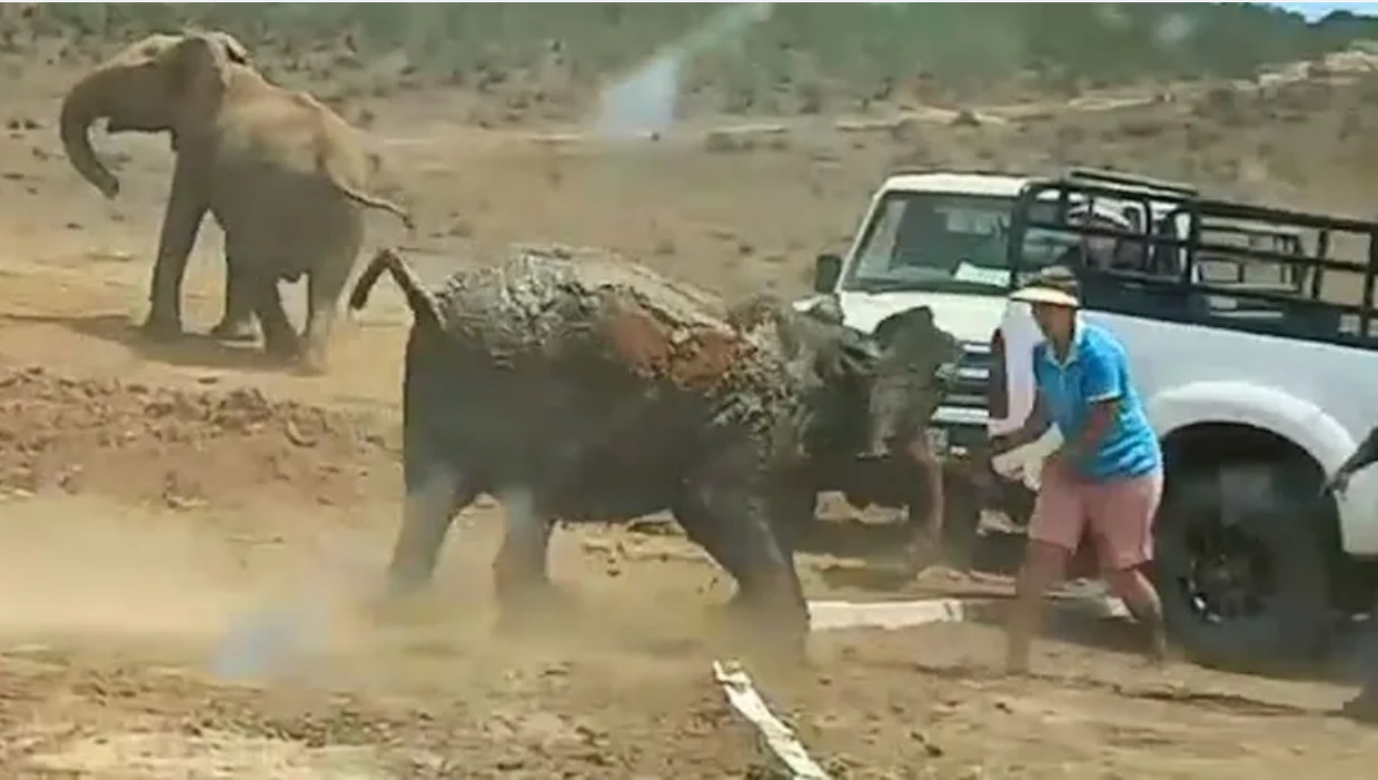 Разбудили зверя. В Южной Африке слонёнок напал на туристов