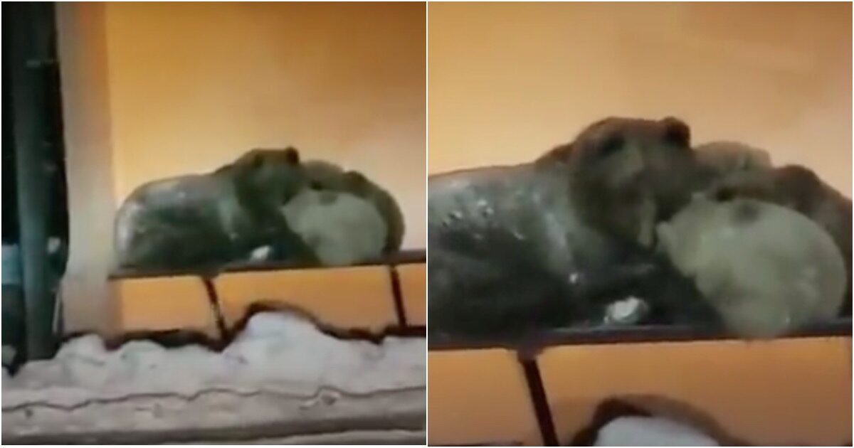 На Камчатке семейство косолапых уснуло прямо на остановке. Видео