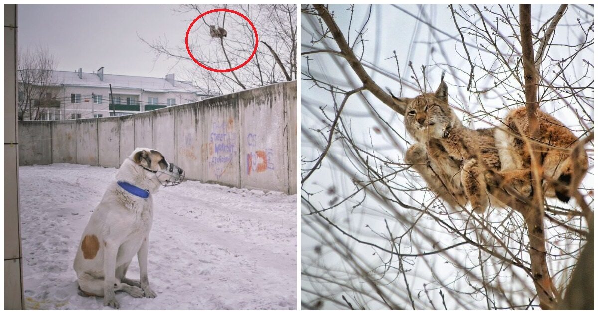 В Амурской области алабай загнал на дерево кошку размером с себя