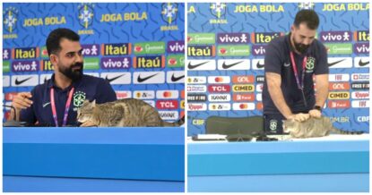 В Катаре кот пробрался на пресс-конференцию перед матчем ЧМ-2022