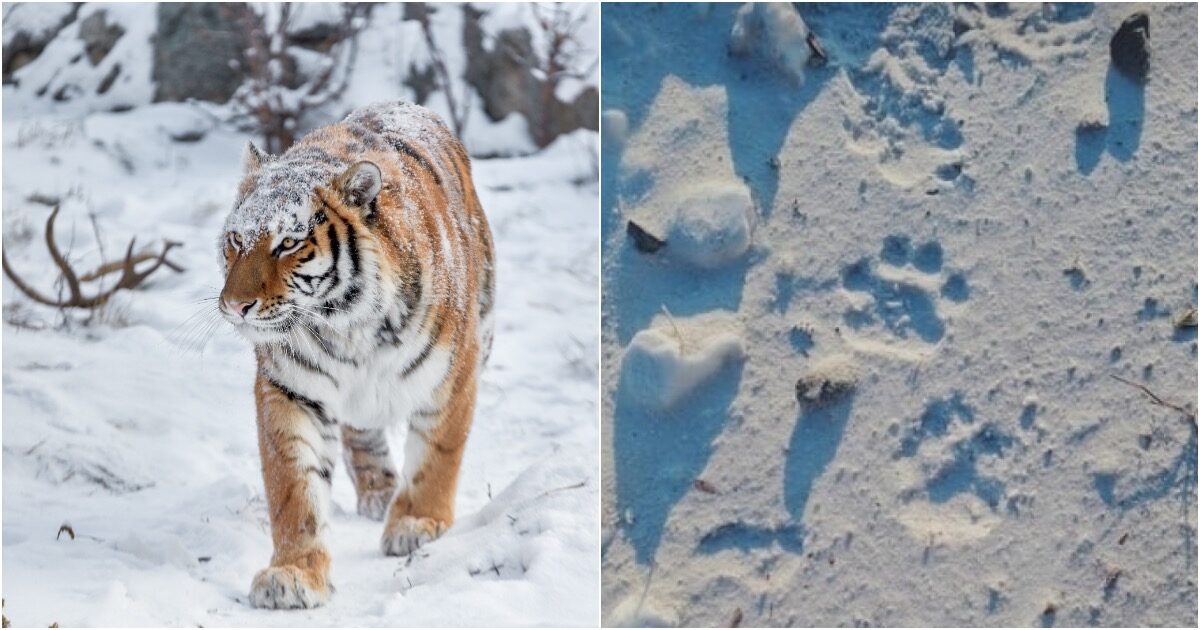 В селе Хабаровского края гуляет тигр с перепадами настроения